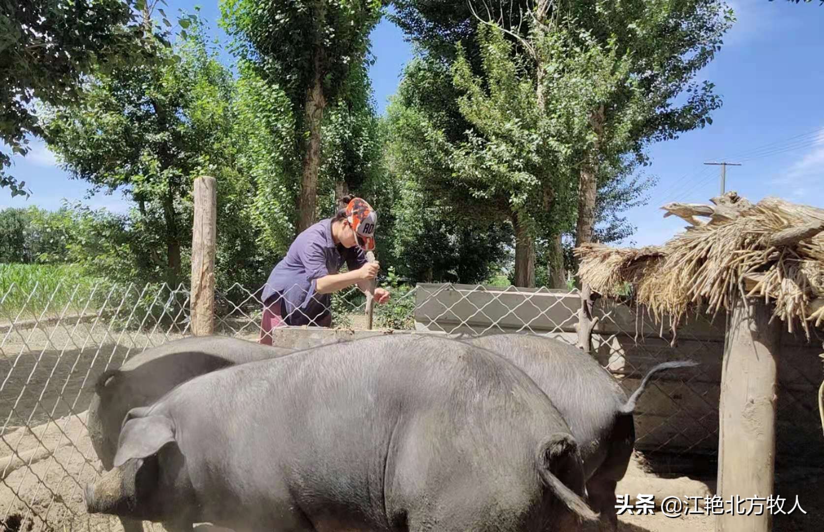 靠养殖到底能不能致富?江艳实话实说,再听听她的致富经