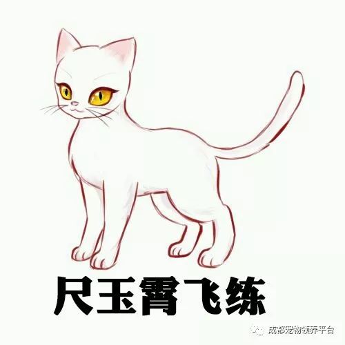 谁说土猫无名猫?快来围观古代猫谱,你家有没有镇宅神兽!