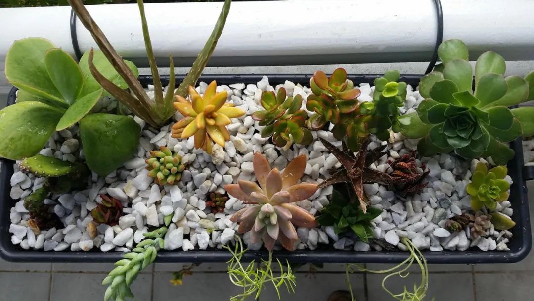 养多肉植物掌握几个要点,新手多肉植物如何养殖才能养得好