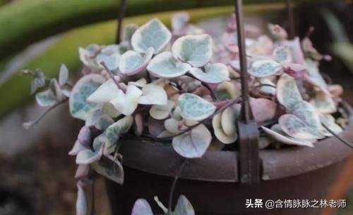 室内三种最旺家庭养植物,家居绿植哪些不适宜养