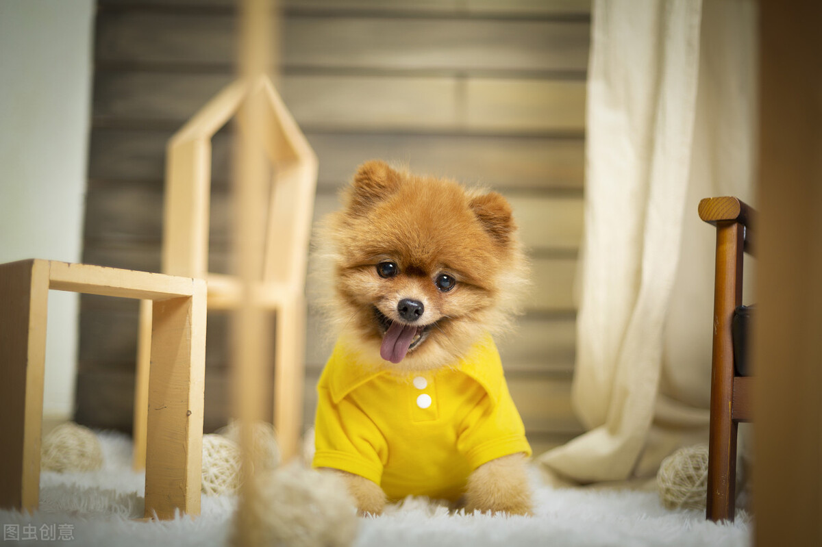 养宠日记狗狗感冒怎么治疗才好,养小狗的日记怎么写