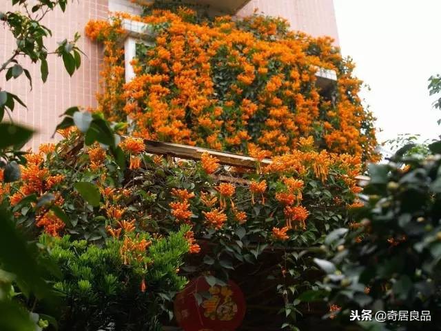 四季开花的庭院爬藤,庭院爬藤花期长哪种最好