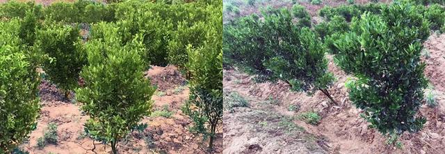 解决“被人类喂瘦了的土地”问题,治胃病更要治未病!