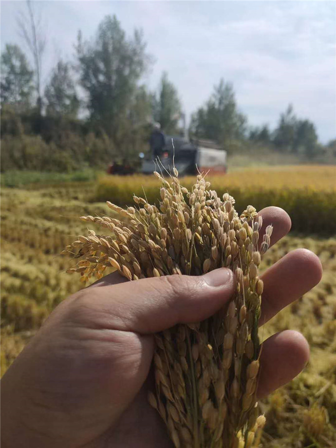 “吉报彩练”帮您办！粉条润滑米饭香，苏籽苏油有营养