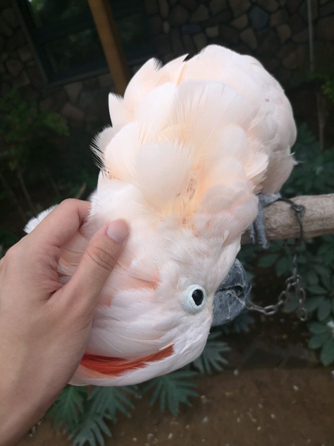 鹦鹉园里鹦鹉真不少，认识3种以上，当之无愧鹦鹉界老司机