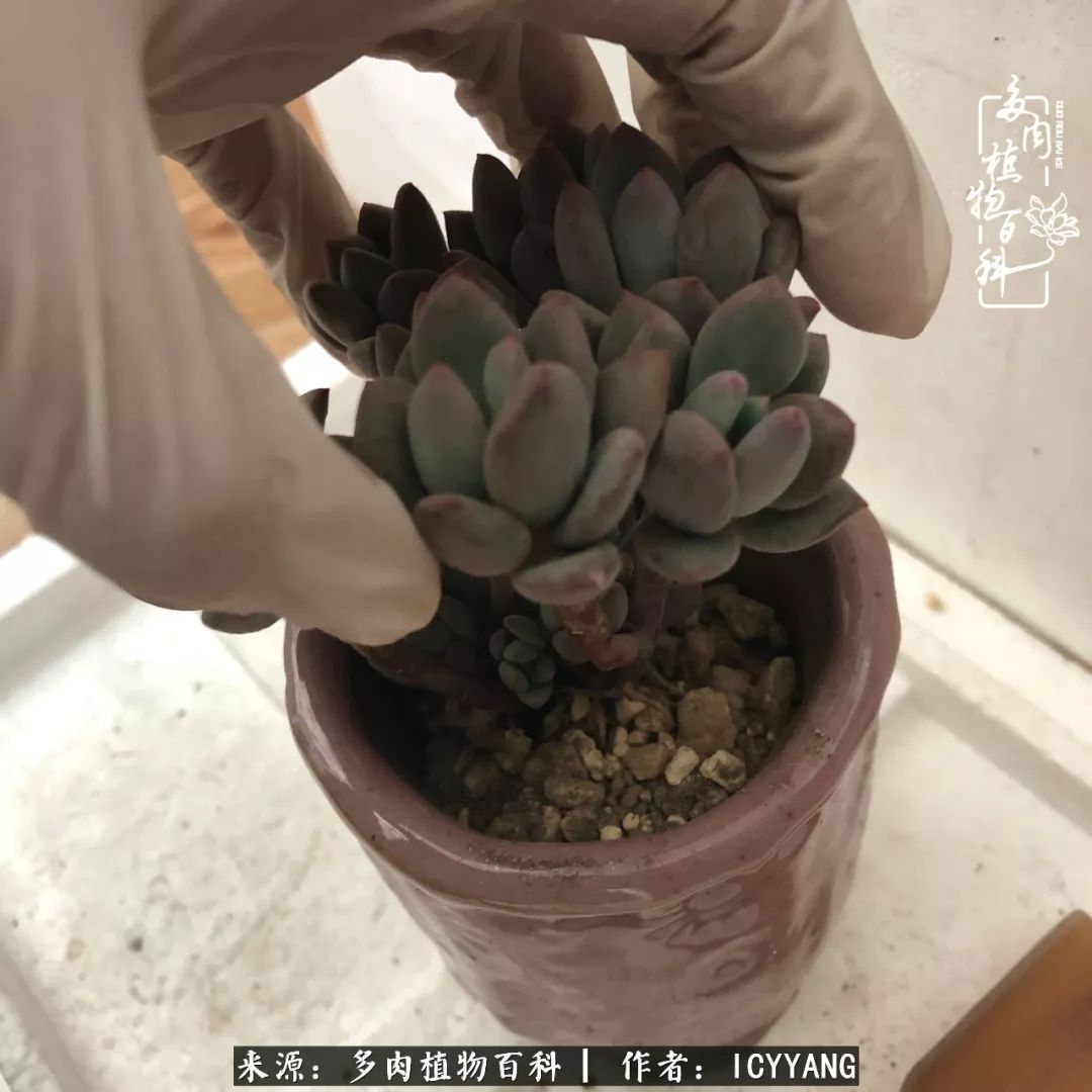 室内阳台多肉的养护方法,景天多肉养护