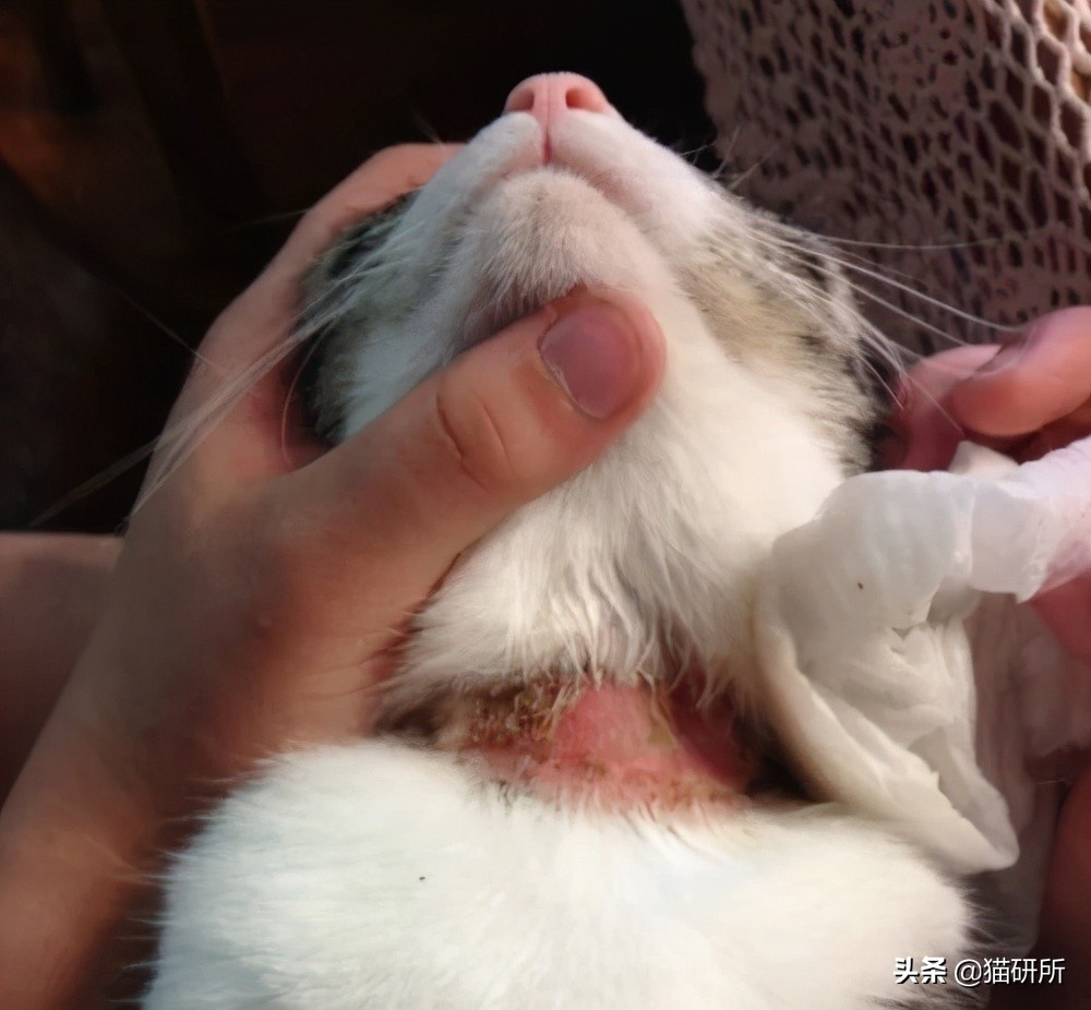 猫咪项圈对人有没有危害,猫咪项圈对猫咪有危害吗