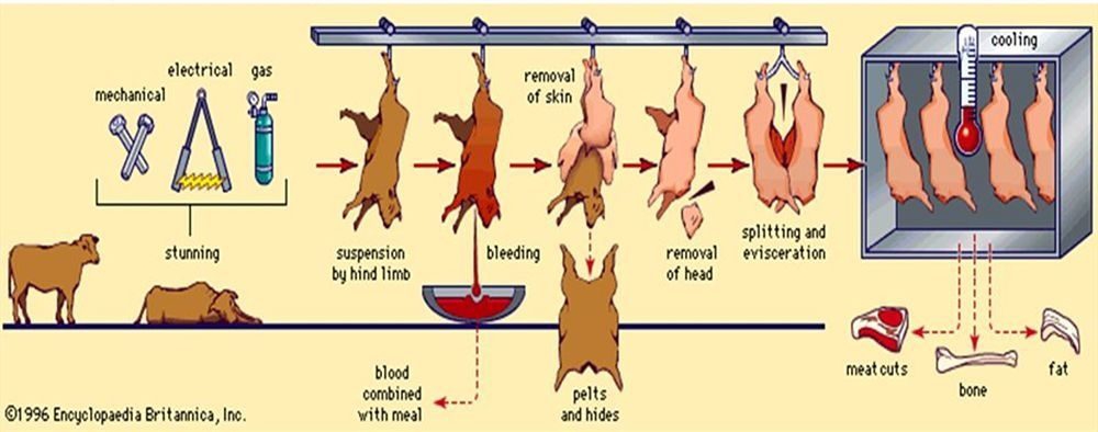 切牛排出血是什么原因,切牛排流下的红色汁水
