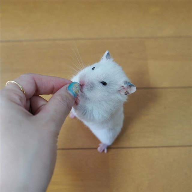 仓鼠怕人怕鼠怎么办,仓鼠怎样避开星期鼠