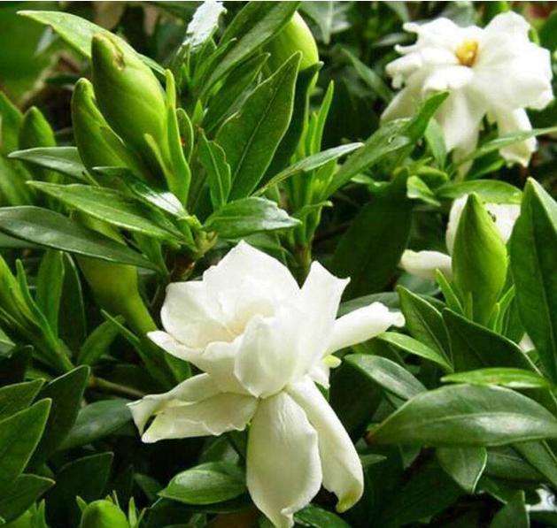 栀子花干叶黄叶怎么自制营养液,大叶牡丹栀子花黄叶干叶怎么补救