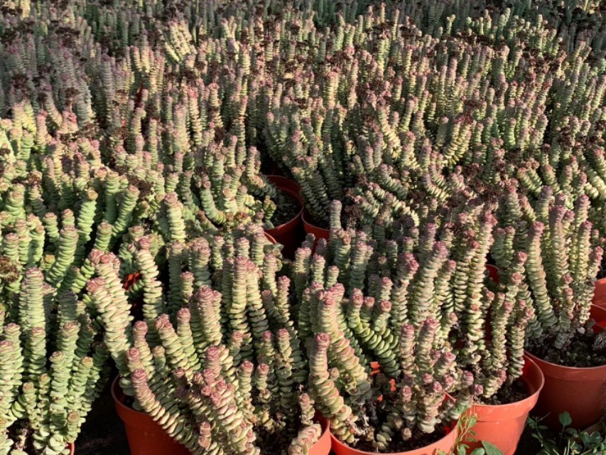 多肉植物钱串怎么养,钱串多肉植物怎么养护
