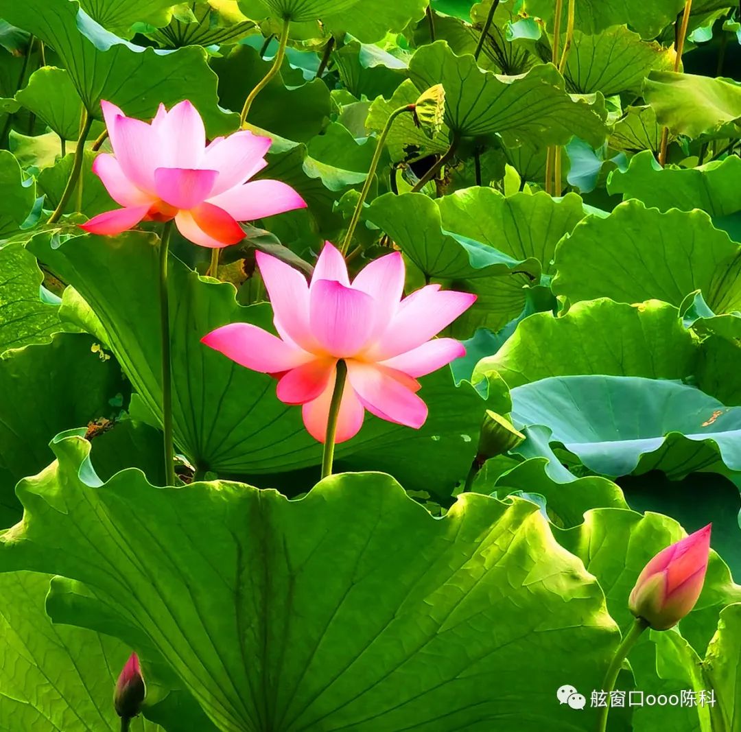 火红色的七月,火红的7月