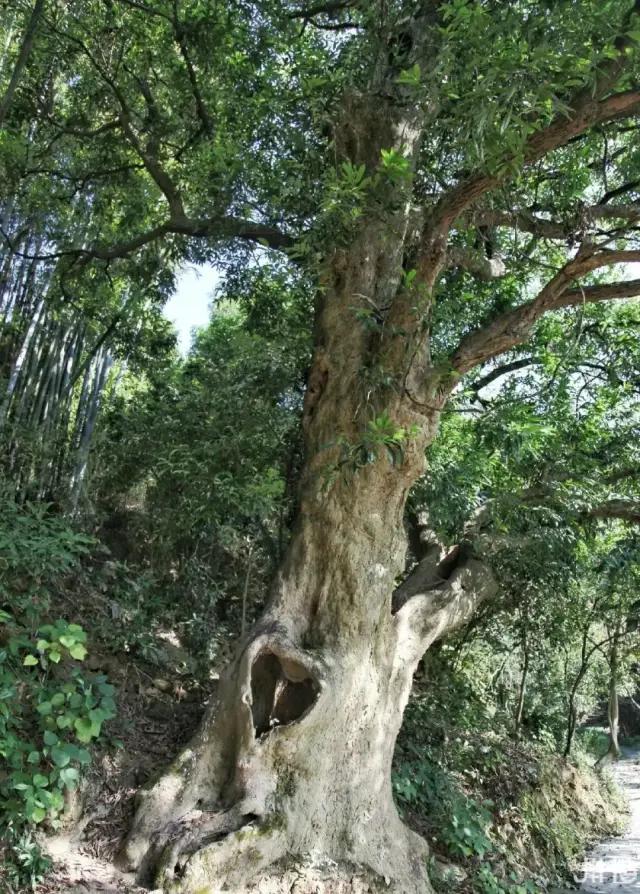 广州从化山野间隐奢桃源民宿,诗意野趣手作做个小木匠丨菁木山舍