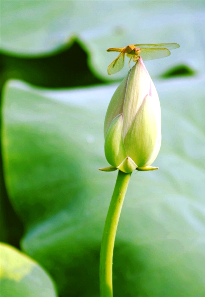 励志人生感悟正能量句子经典,正能量励志激情经典语录