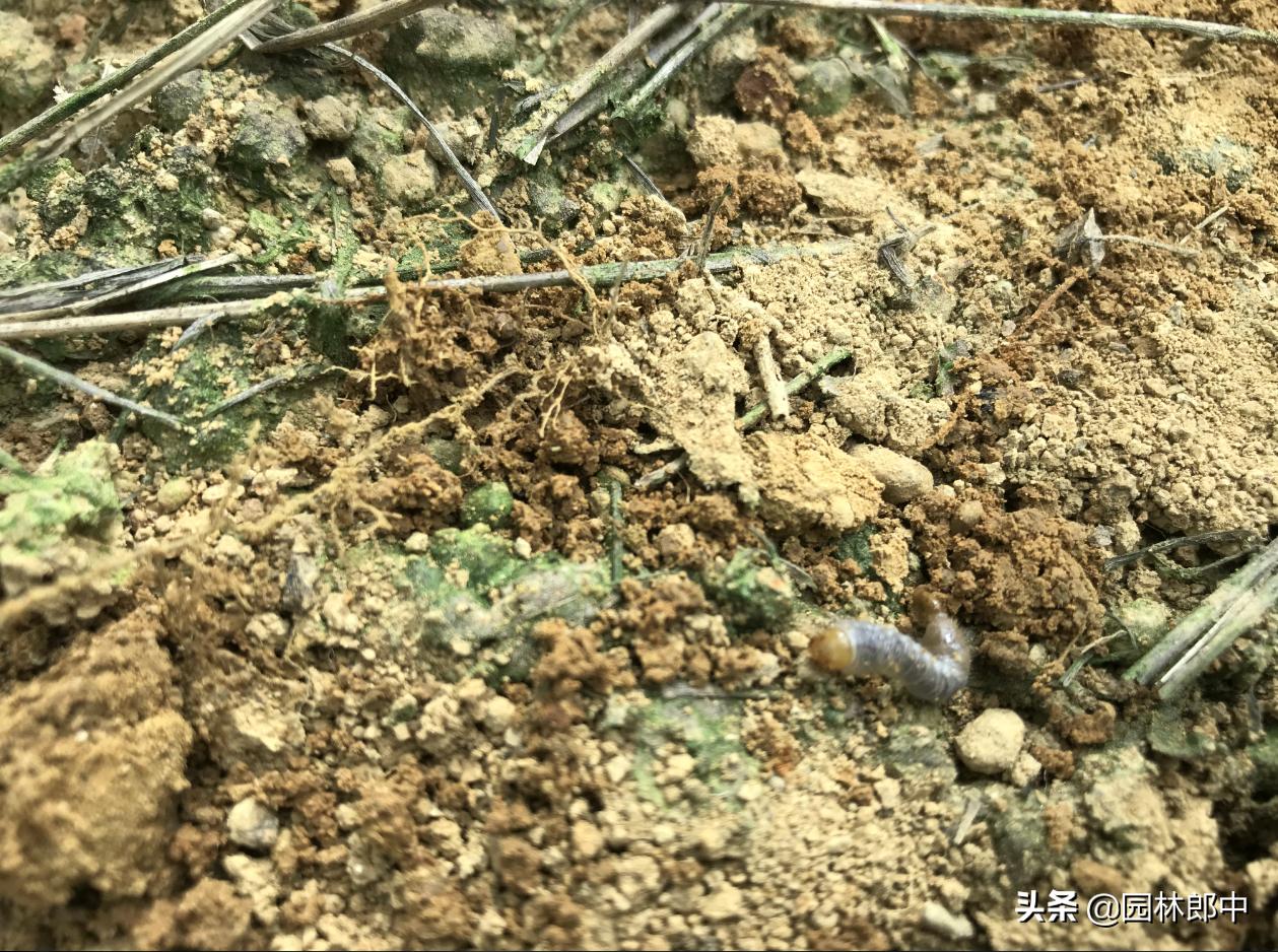 红枫幼苗叶子怎么都蔫了,红枫树叶子突然枯萎了怎么办