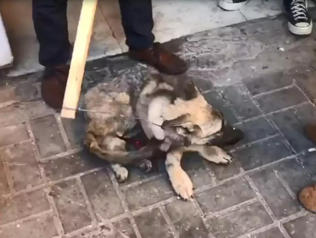 狗贩给狗狗灌水,狗贩给狗灌水