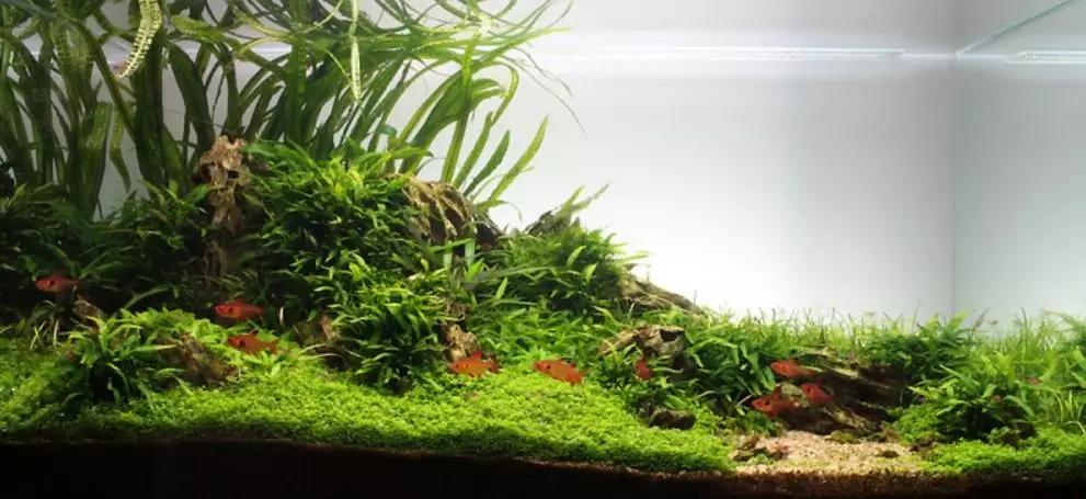 三角形构图水族造景,水族造景构图黄金比例