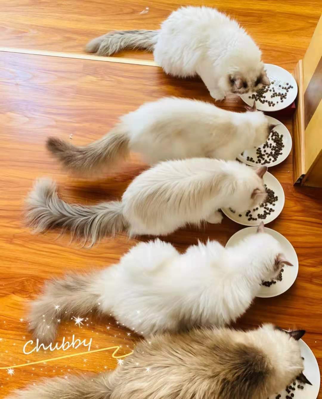 鐚挭鍚冭嚜鍔╁鐚挭濂藉悧,鐚挭搴旇鑷富鍚冭繕鏄畾鏃跺杺