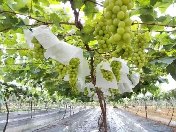 最推荐种植的葡萄品种,最好种植的葡萄品种