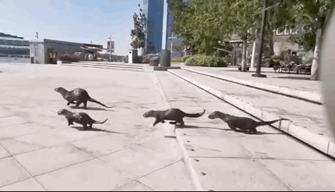 新加坡打架最惨烈的一次,新加坡出租车司机种族冲突