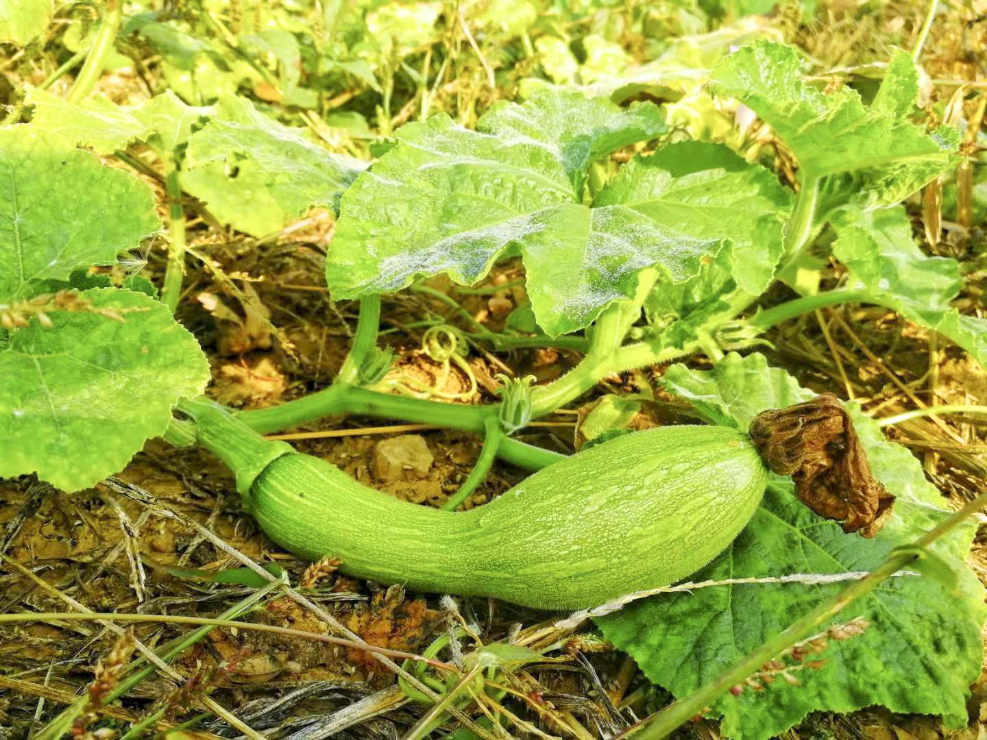 乡村振兴看沂蒙,打造乡村振兴齐鲁样板威海篇