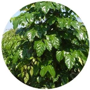 全部金木水火土五行五系植物介绍,五种植物代表五行