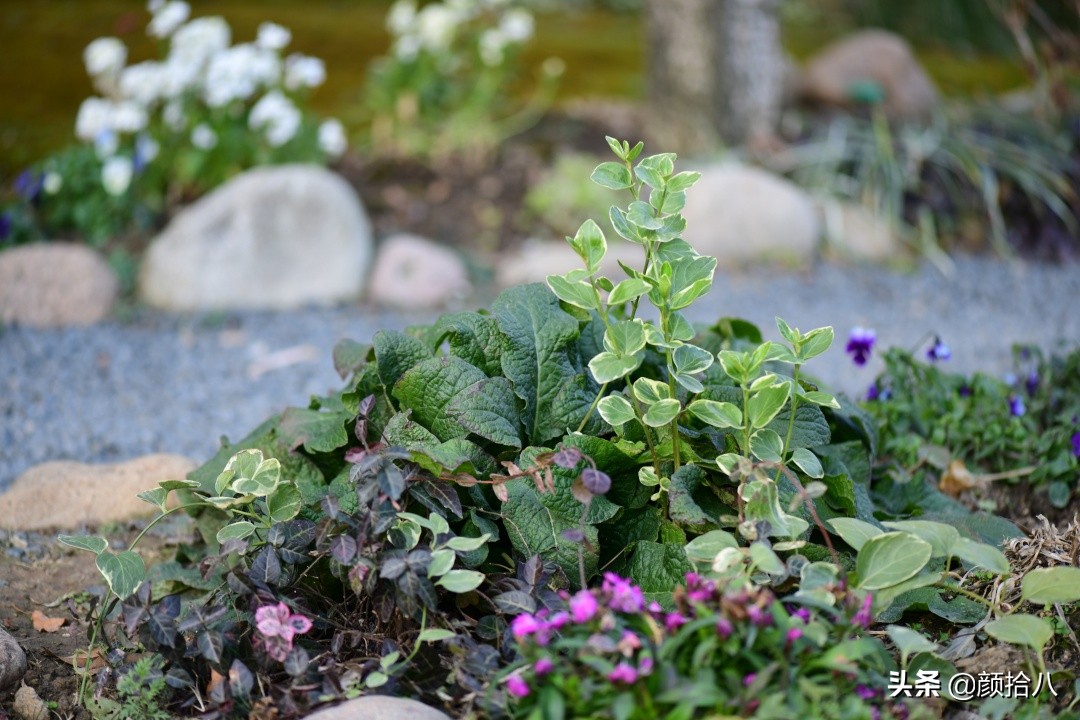 零下9度来袭，花园里的绿色是那么动人|园丁