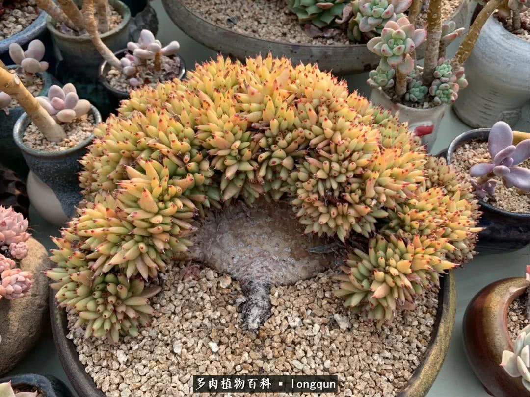 探访韩国肉锥大棚,记一次走访纪录片