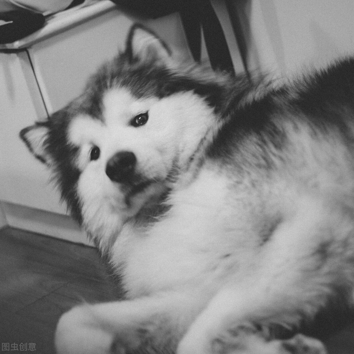 阿拉斯加雪橇犬的优点和缺点,阿拉斯加雪橇犬该怎么养