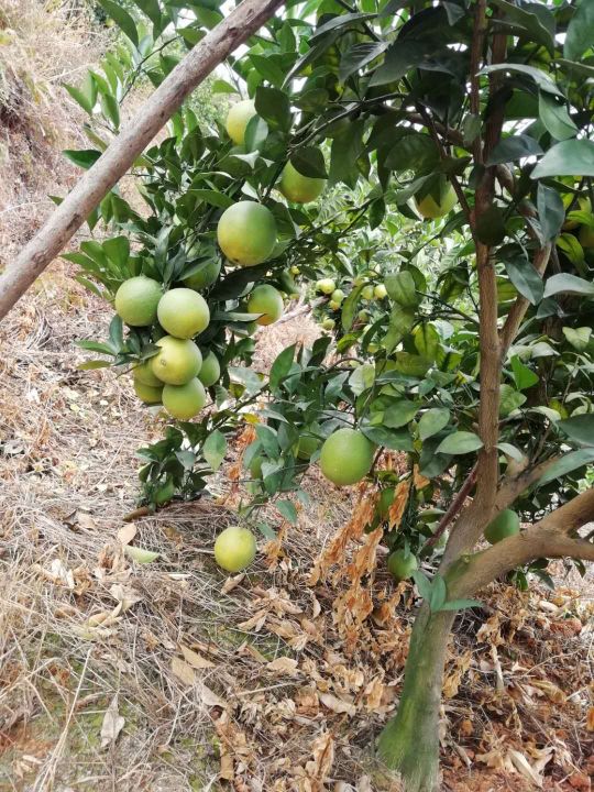 赣南脐橙江南市场价格,赣南脐橙黄龙果市场价格