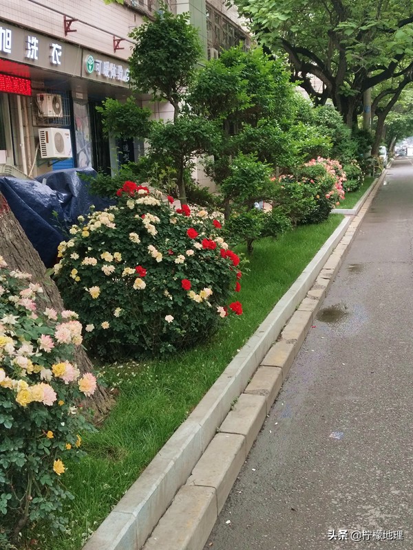 街拍中国北中轴路上看放花的人们,西安哪条街花好看