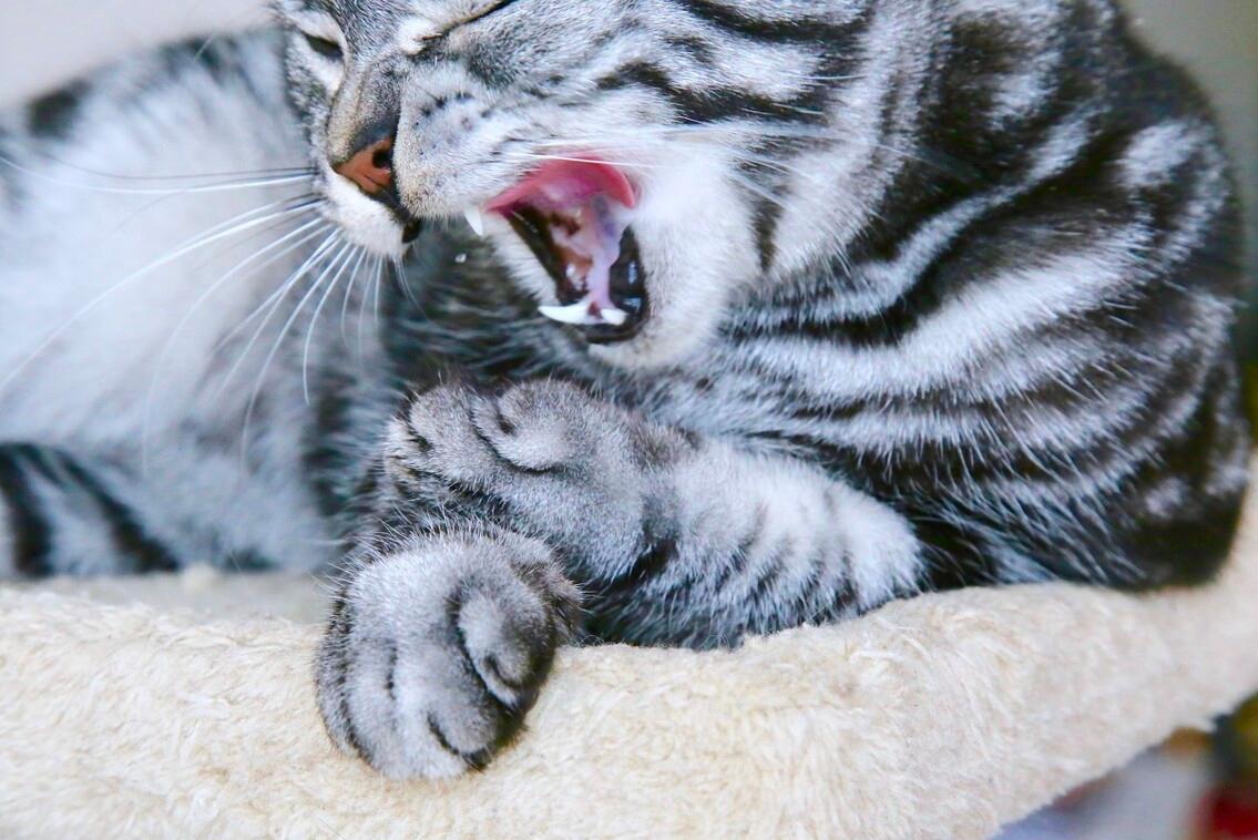 公猫脾气暴躁老是咬人怎么回事,猫咪晚上突然变得暴躁咬人