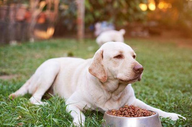 狗狗美毛选哪款狗粮,益生臻选狗粮怎么样