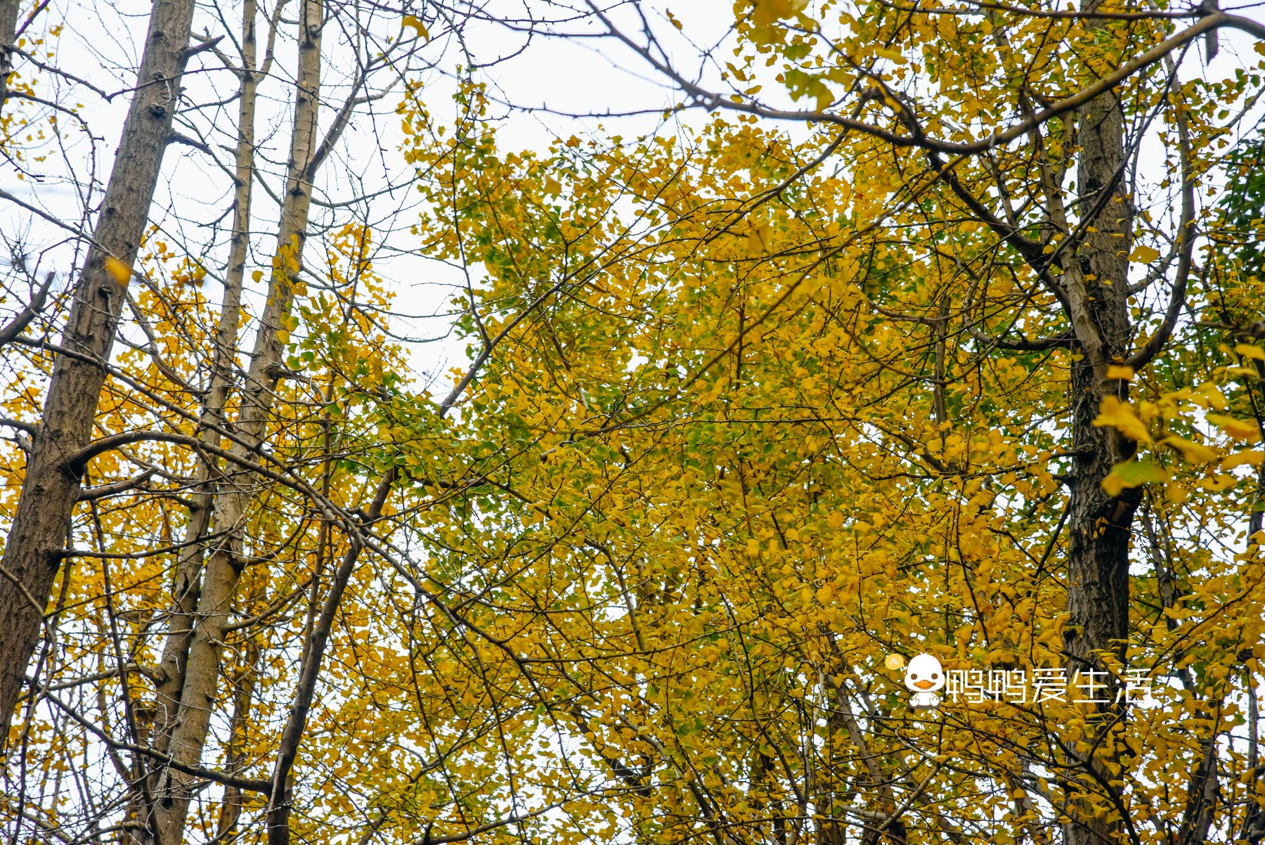 灵秀山摩崖石刻门票,黔南第一名山