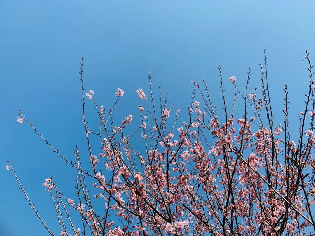 好嗨“游”（11）|这一片早樱还不去赏，错过又得等一年