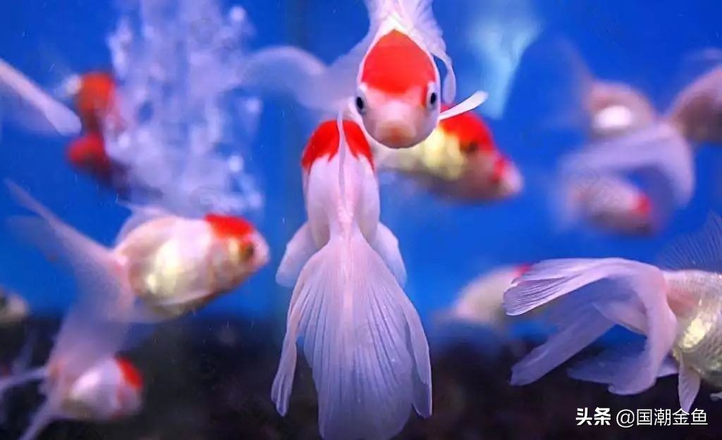 它曾是家家户户院里的“小宠儿”，那些时代是否已经一去不复返？