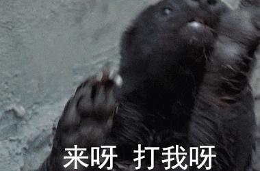 平头哥蜜獾照片,蜜獾平头哥动物科普