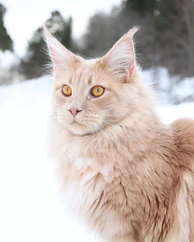 贵族阿比西尼亚猫,神秘的波斯猫
