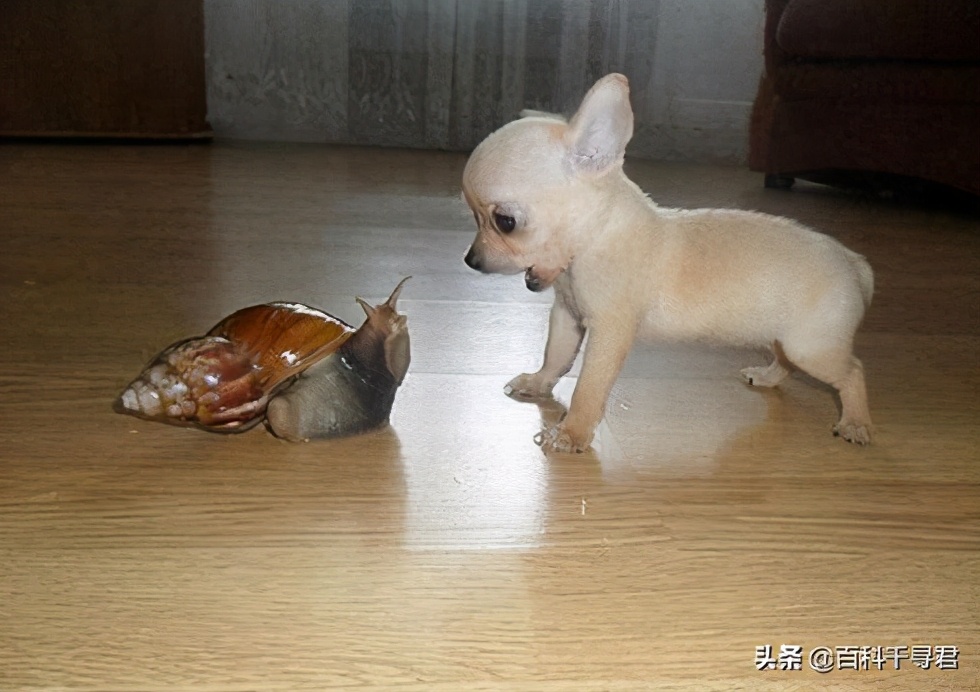 我国有哪些入侵物种及危害,中国754种入侵物种有哪些可以吃