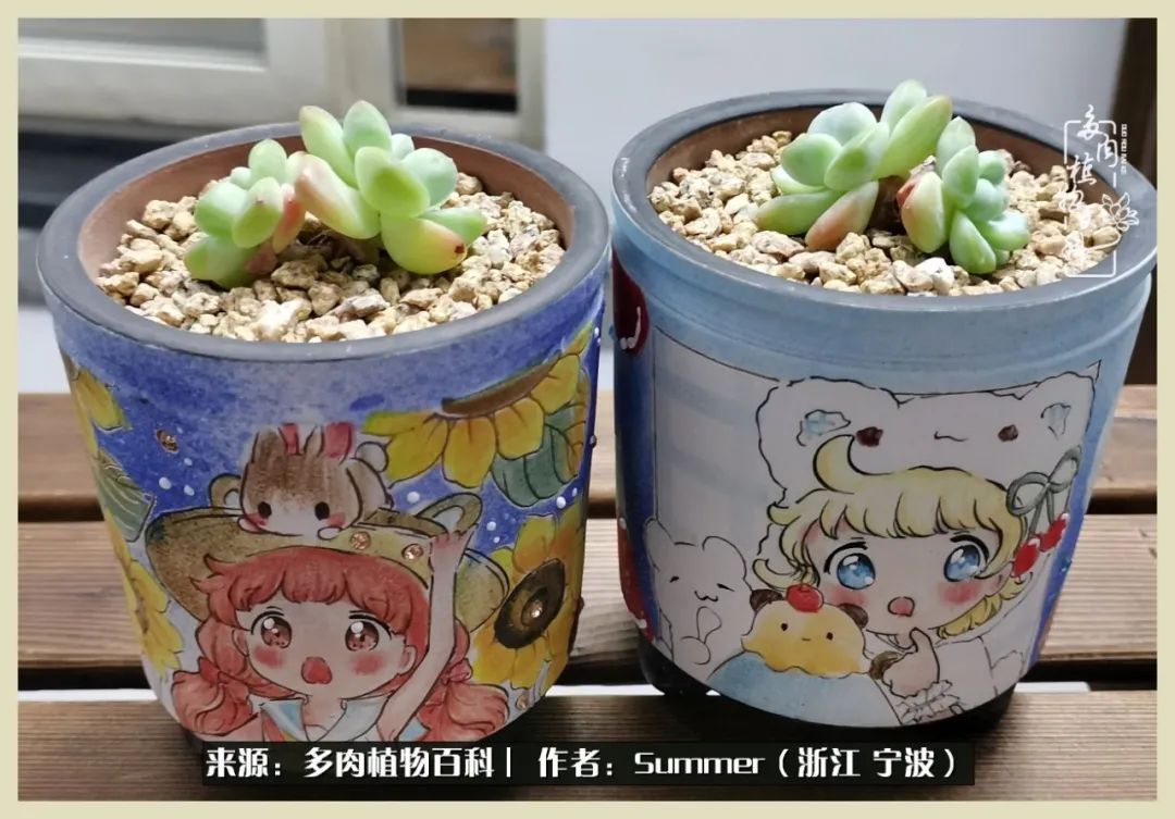 多肉小白新手入门,多肉新手上路请多指教