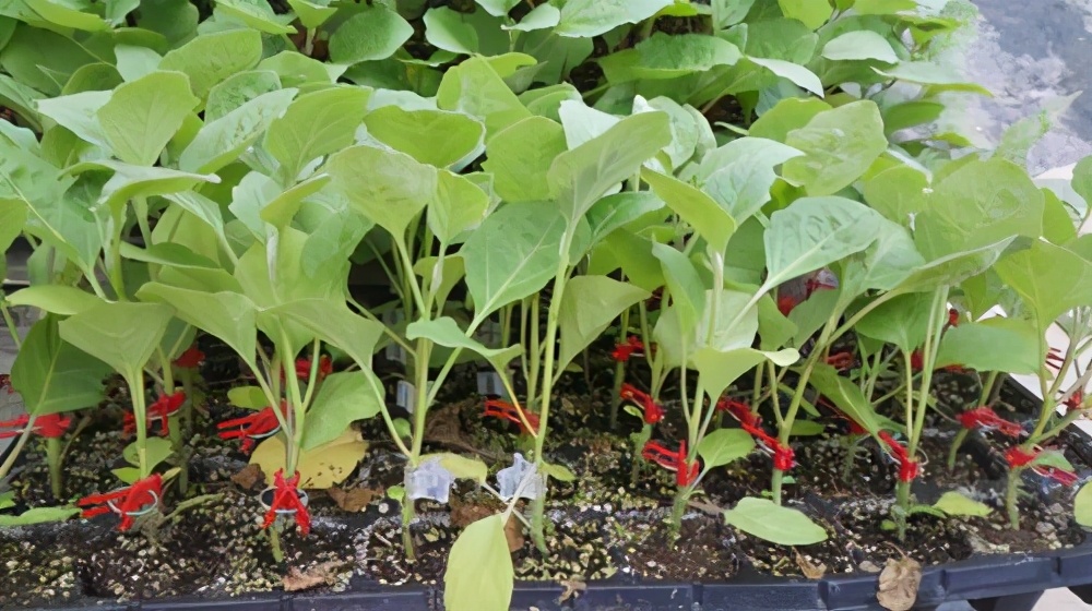 茄子出现褐色腐烂是什么病,茄子幼苗蔫了怎么办