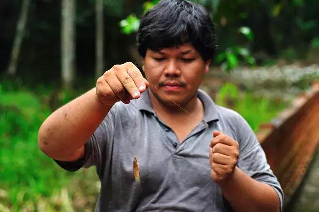 原生资讯｜和平与战争的使者-英贝利斯斗鱼
