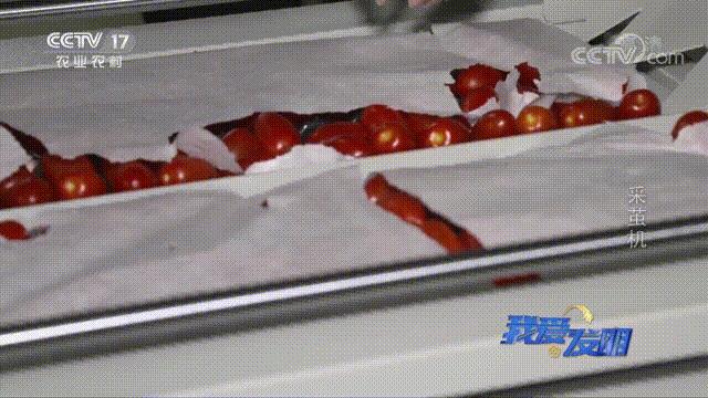 高效蚕茧脱茧机,养蚕取茧机器多少钱一台