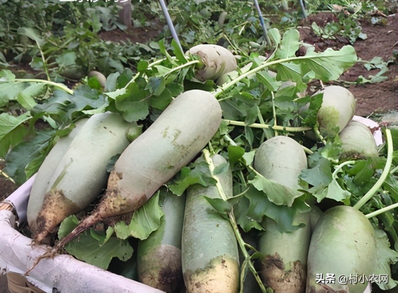 2020年农村创业有什么好项目种植,2021年农村创业投资