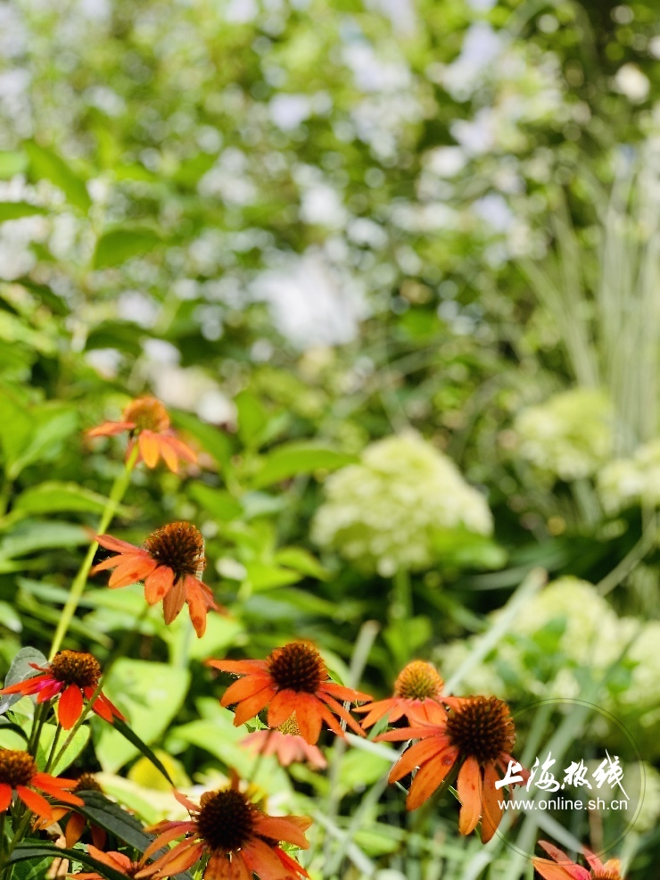 魔都100：藏在静安市中心最袖珍的公园重温老上海的儿时记忆