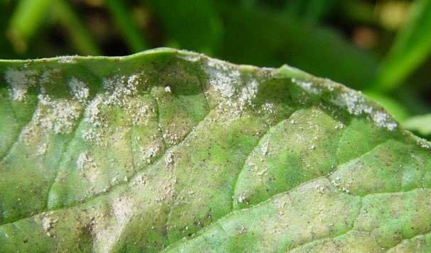 萝卜病害图,萝卜病害怎样治