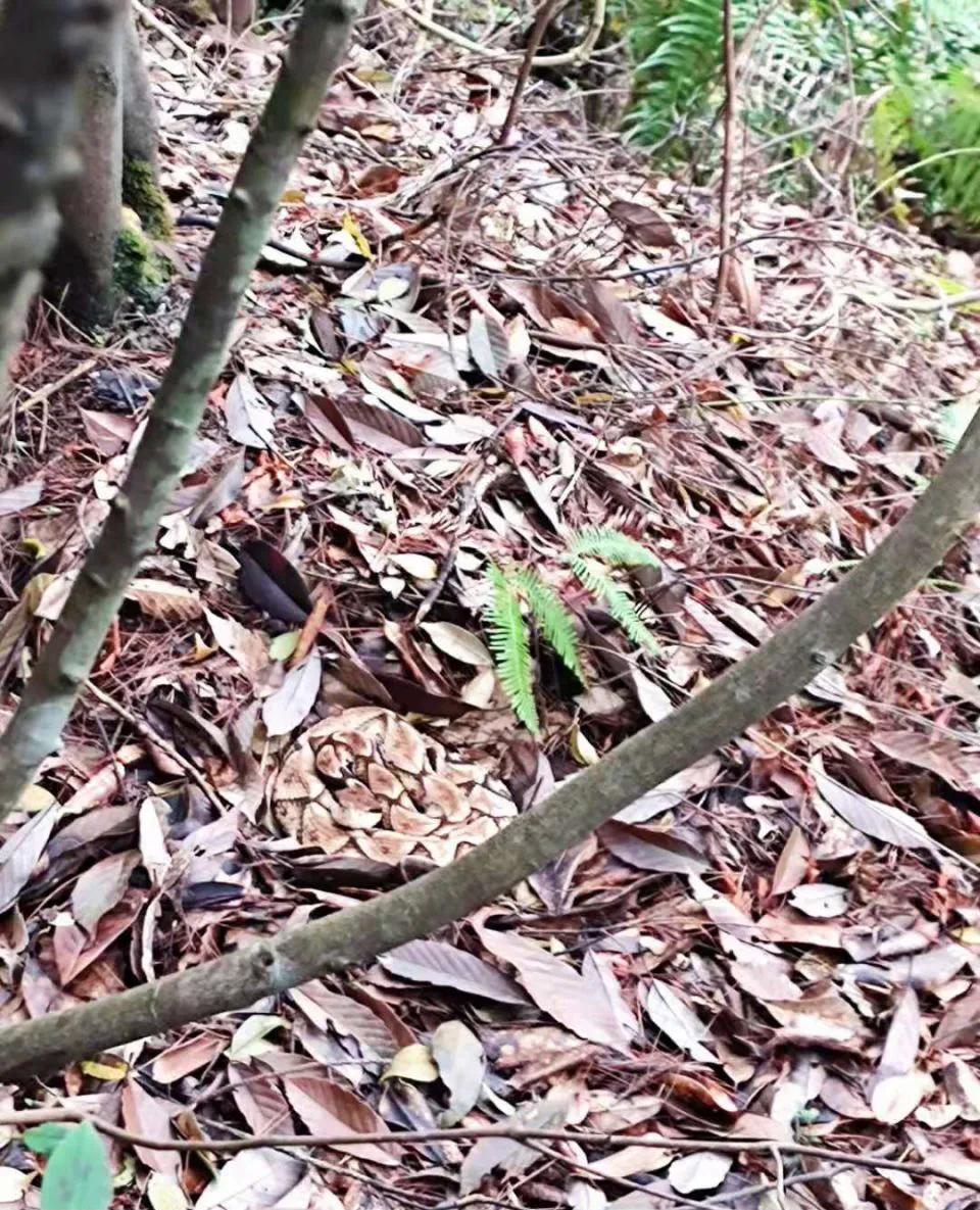 中国剧毒蛇都有哪些 (中国剧毒蛇有几种)