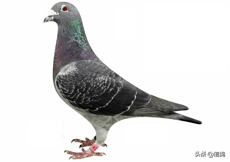 鸽子下雨怎么防治病害呢,雨季要注意鸽子的什么