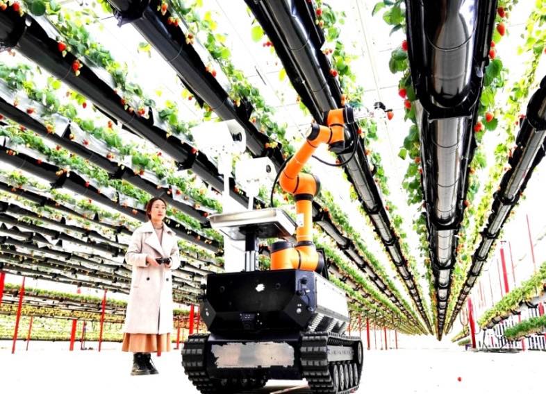 杨村草莓园,杨村桥今年草莓苗价格