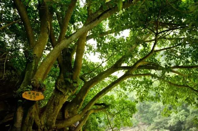 海南珍贵树木有哪些图片,海南花草树木名称大全